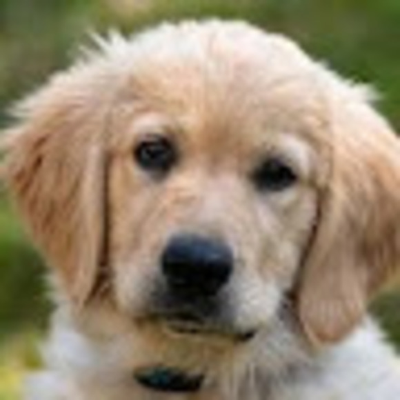 Meet your Posher, Lucas - Picture 1 of 1